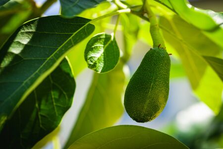 Green fruits of avocado on the tree with leafs. Selective focus, bokeh.の写真素材