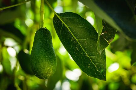 Green fruits of avocado on the tree with leafs. Selective focus, bokeh.の写真素材