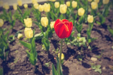 A single red tulip blooming among a field of yellowの写真素材