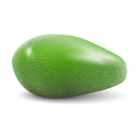 Realistic green whole avocado. Vector 3D illustration isolated on white background.のイラスト素材
