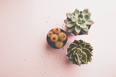 Succulent and cactus plantsの写真素材