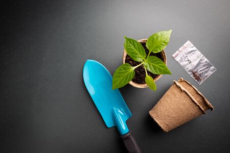 Seedlings vegatables with garden tools on black background, top viewの写真素材