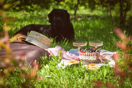 Outdoor summer lifestyle with a gourmet picnic laid out in a garden with berries, pie and pink drink in stylish glasses with bleck dog on a backgroundの写真素材