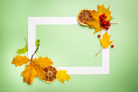 Autumn background: pumpkins and fallen leaves on bright colorful background. Top view and copy space. Halloween or Thanksgiving dayの写真素材