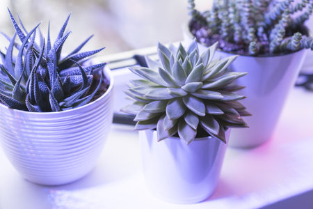 succulents in a white pots in ultraviolet light, minimalist compositionの写真素材