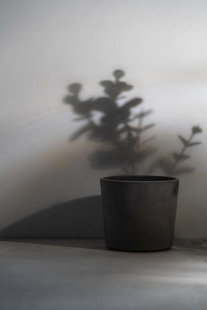 Home plant in gray concrete pot over white background with bright shadows and sunlight Scandinavian hipster home decoration.の写真素材