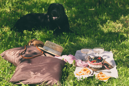 Outdoor summer lifestyle with a gourmet picnic laid out in a garden with berries, pie and pink drink in stylish glasses with bleck dog on a backgroundの写真素材