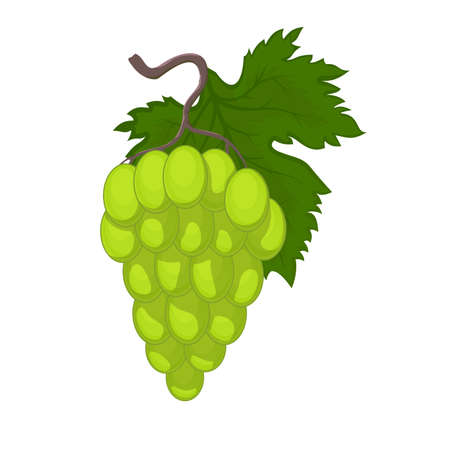 Bunch of wine grapes in cartoon stylのイラスト素材