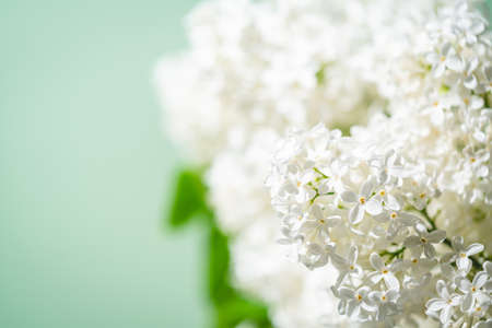 White lilac flowers on spring blossom green backgroundの写真素材