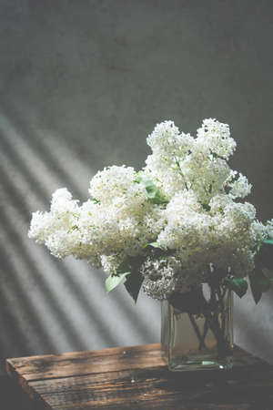 White Lilac flowers bouquet in a jug against a white background with shadows