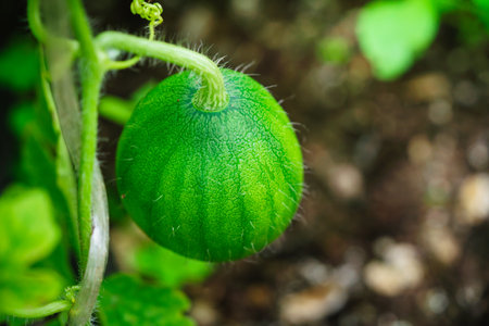Small green watermelon on the branch in a garden, Small watermelon plant.の写真素材