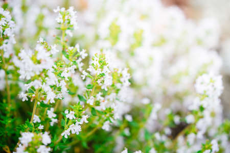 Blossoming thyme in the nature with blurred background. White thyme flowers, thymus vulgaris growing in a gardenの写真素材