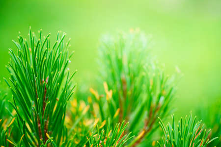 Green background of Detailed view of the needles of a Pine growing at the branchesの写真素材