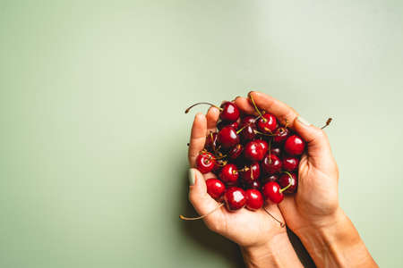 Top view of a ripe sweet cherry in woman hands on green backgroundの写真素材