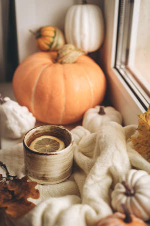 Cozy autumn morning still life scene. Steaming cup of hot tea standing near the window. Fall, Thanksgiving concept. Pumpkins and leaves, wool sweaterの写真素材