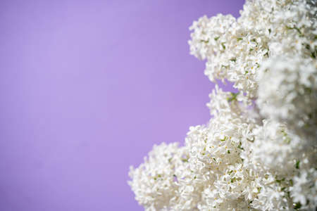 White lilac flowers on spring blossom purple backgroundの写真素材