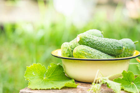 Bowl with fresh small crispy cucumbers over background of a garden. Home growing concept. Copy space.の写真素材