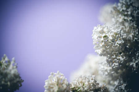 White lilac flowers on spring blossom purple backgroundの写真素材
