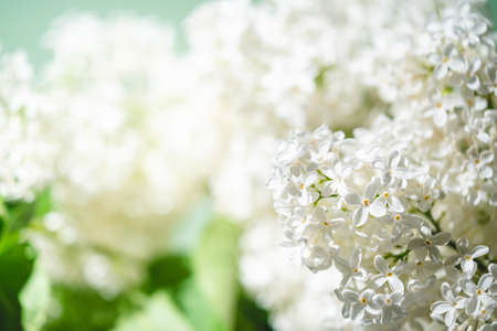 White lilac flowers on spring blossom green backgroundの写真素材
