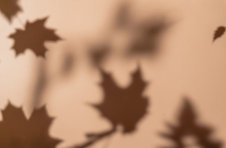 shadows of the maple tree leavesの写真素材