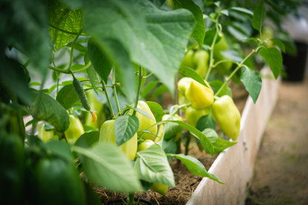 bell peppers in a gardenの写真素材