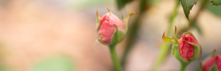 Rose bud backgroundの写真素材