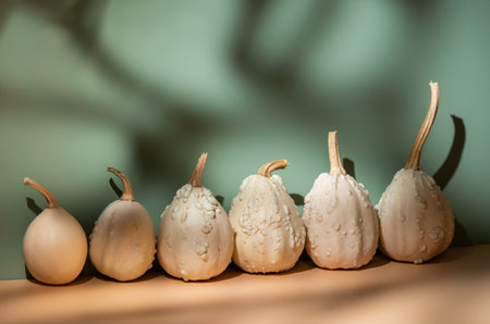 Decorative pumpkins on light orangeの写真素材