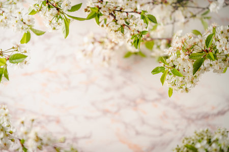 branches of blossoming cherryの写真素材