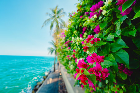 Blooming bougainvillea flowersの写真素材