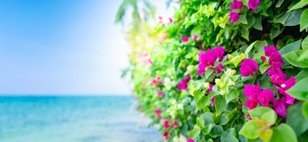 Blooming bougainvillea flowersの写真素材