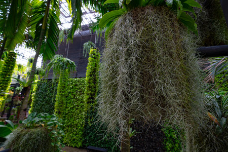 Plants and flowers of sky gardenの写真素材