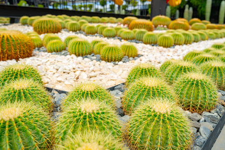 Cactus plant leaves pattern.の写真素材