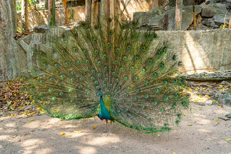 Close up of peacock