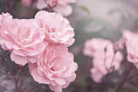 Pink rose flowers