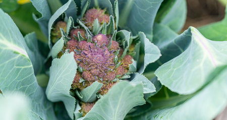 Flowers of Purple cauliflowerの写真素材