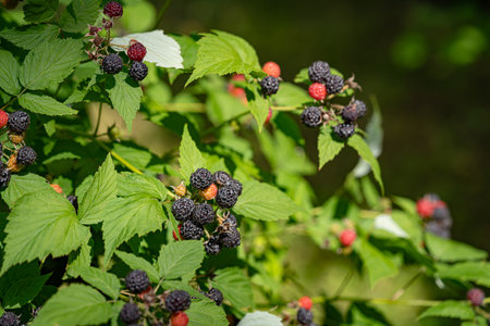 Black raspberry, Rubus occidentalis
