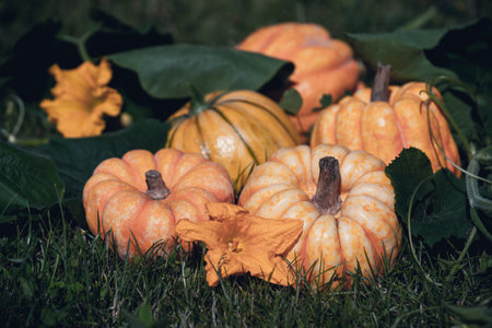 Yellow and orange pumpkinsの写真素材