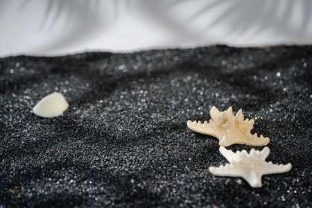 Symbolic tropical black sandy beach with white background, palm leaves sea shells and starfish and empty space for product advertisement Montage of summer relaxation backgroundの写真素材