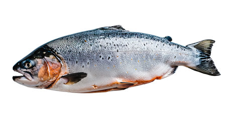 Spotted Whole Trout Isolated on white Background