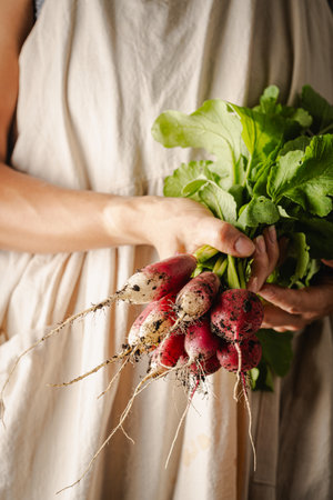 Farmers holding fresh radish in hands on farm. Woman hands holding freshly bunch harvest. Healthy organic food, vegetables, agriculture, close upの写真素材