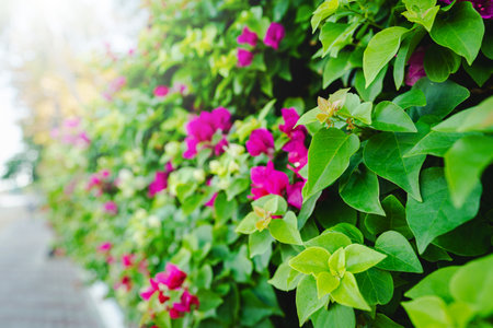 Blooming bougainvillea flowers background. Bright magenta bougainvillea flowers as a floral background. Bougainvillea flowers texture and wall. Close-up view Bougainvillea tree with flowersの写真素材
