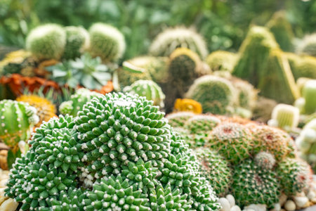 Cactus Garden in Tropical Park. Pattaya, Thailand.