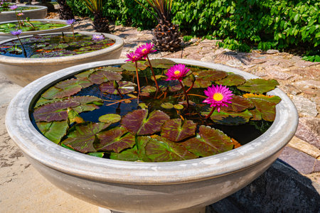 A small pond with water lilies and foliage plants. Water lilies, pink lotus flowers, close-up on water surface. Floral background. Aquatic plants.の写真素材