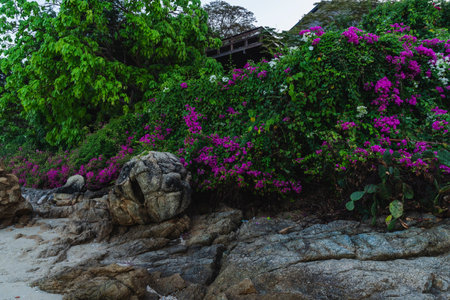 Landscape with green trees and long and tall hedge full of beautiful blooming purple bougainvillea flower and some tropical plants on background in summer in Thailandの写真素材
