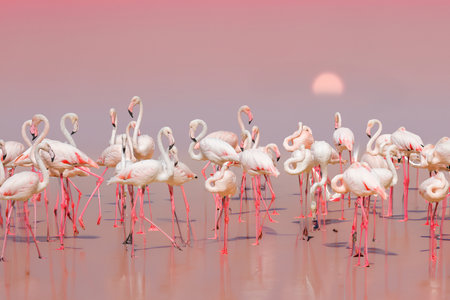 Greater Flamingo, Phoenicopterus ruberの写真素材