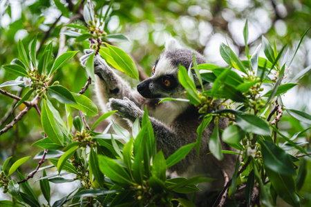 A shot of ring tailed lemur