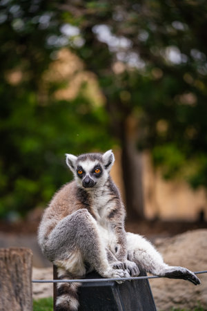 A shot of ring tailed lemur