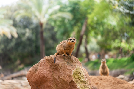 The meerkat or suricate is a small mongoose