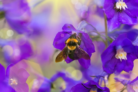 A macro shot of a bumblebeeの写真素材