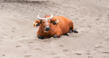 Forest Buffalo Lying Alone on Sandy Groundの写真素材